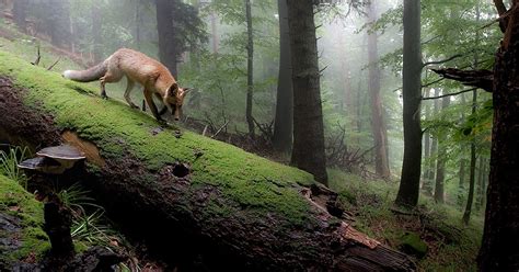 Kari LikeLikes: Forest Fox #nature