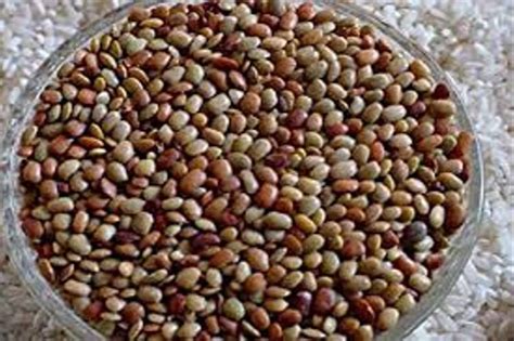 Dolichos Biflorus Extract, Packaging Size: 25 kg at Rs 1000/kg in Surat