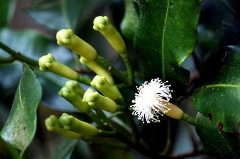 How to grow Cloves | Growing Clove plant in containers | Loung tree - Naturebring