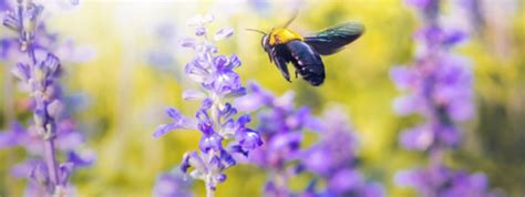 What Are Carpenter Bees?