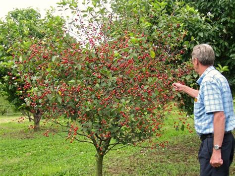 All About Dwarf Fruit Trees - Stark Bro's