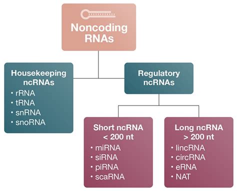 Coding and Non-Coding RNA | Bio-Rad