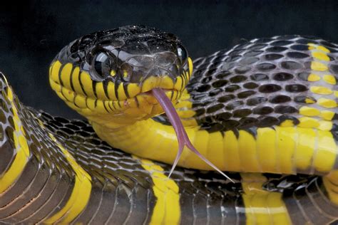 Black Snake With Yellow Markings On Back - Snake Poin