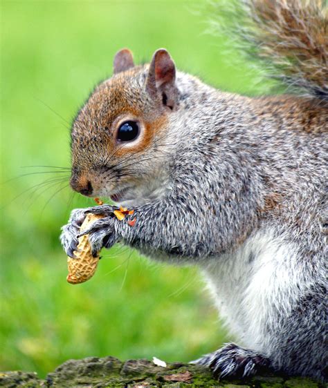 Squirrel | Free Stock Photo | An eastern gray squirrel eating a peanut | # 11661