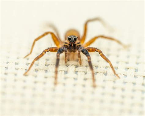 Wolf Spider Bite - Animals Around The Globe