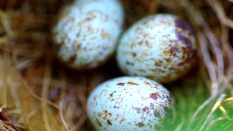 The Magic of Cardinal Eggs: Facts for Bird Lovers | Freebirders