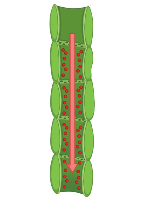 Xylem Phloem Microscope Slides Plant Cell Png