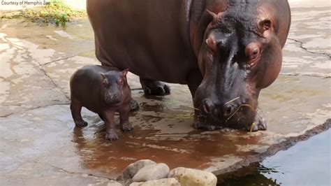 Memphis Zoo welcomes adorable baby hippo - ABC7 Los Angeles