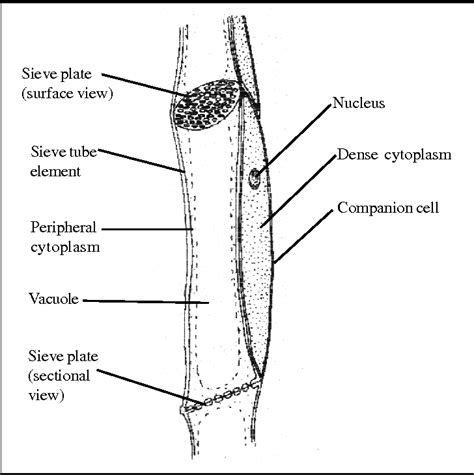 Figure 1 from uk Tracheids , Vessels and Sieve Tubes | Semantic Scholar