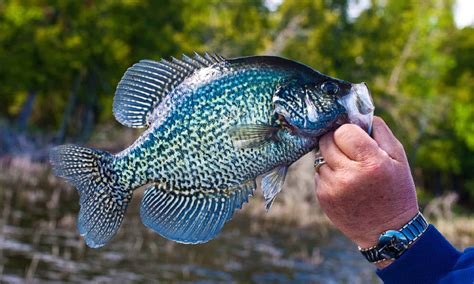 Crappie Size Comparison: Just How Big Do They Get? - A-Z Animals