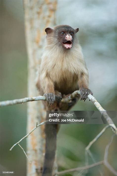 Blacktailed Marmoset High-Res Stock Photo - Getty Images