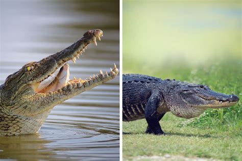 Caiman Alligator Crocodile Difference