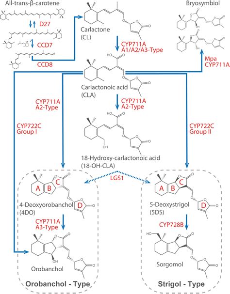 Strigolactone biosynthetic pathway. Biosynthesis of diverse canonical... | Download Scientific ...