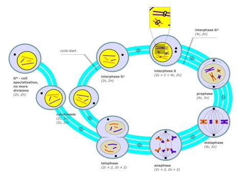 Introduction to the Cell Cycle | Biology for Majors I