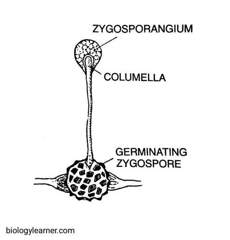 Rhizopus: Occurrence, Structure, Reproduction, Pathogenesis