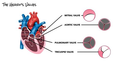 Heart Valve