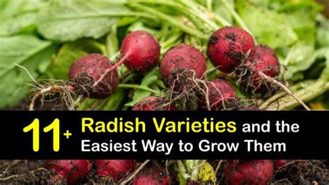 Radish Varieties - Amazing Kinds of Radish Plants