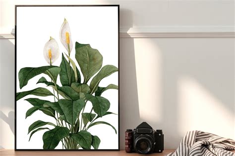 Peace Lily Watercolor Botanical Painting Art Print | Etsy Canada