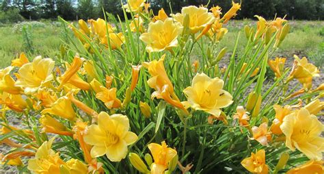 Different Types of Daylilies Varieties & Cultivars To Grow ...