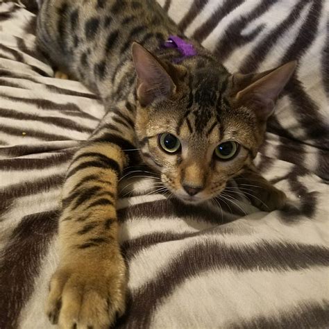 Bengal Cats For Sale | Spring Hill, TN #264552 | Petzlover