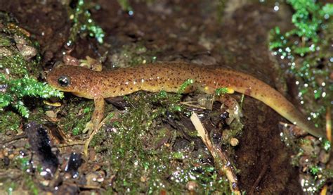 Salamander | Species, Life Cycle, & Facts | Britannica