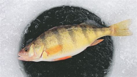 10 Best Ice Fishing Lures for Perch ⋆ Tackle Scout