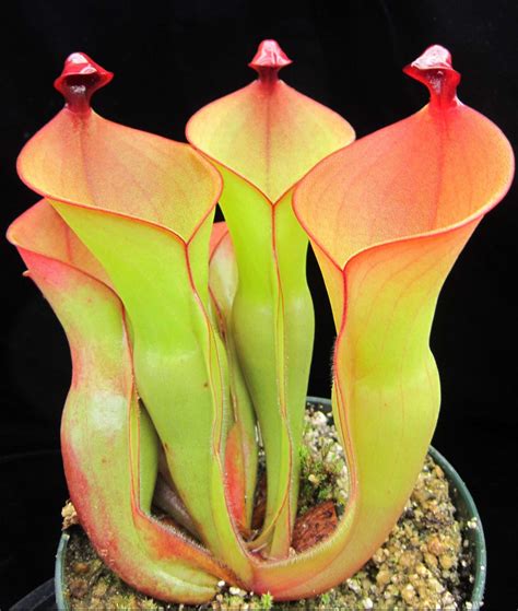 Heliamphora ionasi - Carnivorous Plant Resource