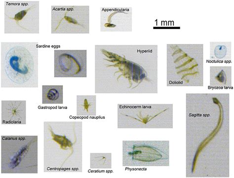 Freshwater Zooplankton Identification