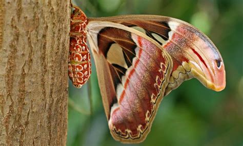 Atlas Moth Pictures - AZ Animals