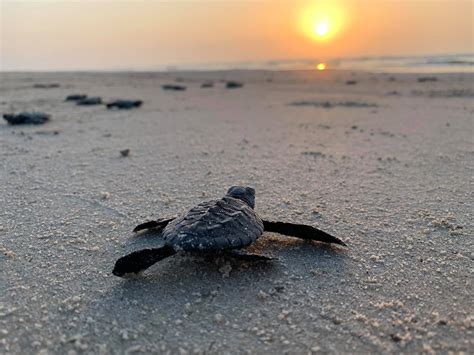 Sea Turtles On The Beach