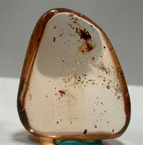 Fossil Amber with Two Jumping Spiders