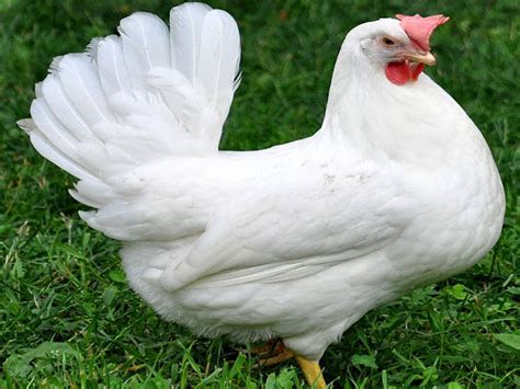 Leghorn Chicken: Origin, Characteristics, Uses, Photo