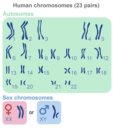 Autosome - Definition and Examples - Biology Online Dictionary