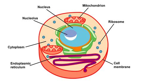 Eukaryotic Cell Diagram 2d