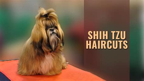 Top 8 Best Shih Tzu Haircuts - Petmoo