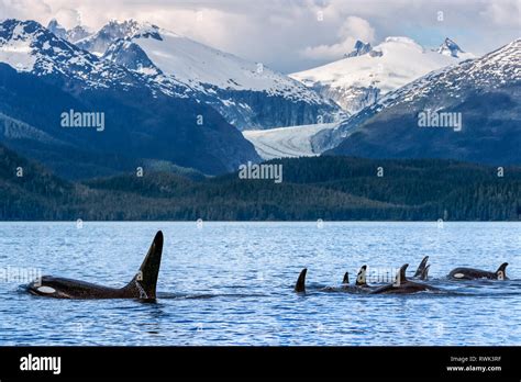 Orca whale (Orcinus orca) pod in Lynn Canal with Eagle Glacier and Coast Range in the background ...