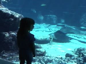 Aquarium at Atlantis in Nassau — Cruising and Cruises