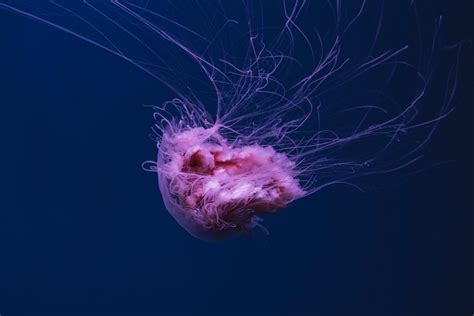 Photo of Pink Jellyfish · Free Stock Photo