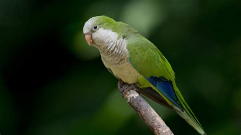 Green Parrot 1600 x 900 HDTV Wallpaper