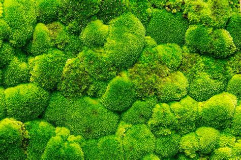 Best Moss Texture Stock Photos, Pictures & Royalty-Free Images - iStock