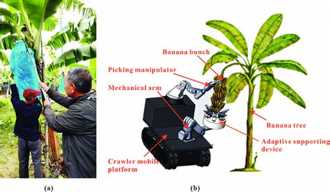 (a) Manual banana harvesting; (b) robotic harvesting with the proposed... | Download Scientific ...