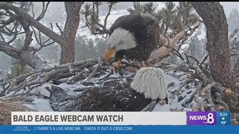 Watch: Bald eagle lays second egg at Big Bear nest in Southern California | cbs8.com