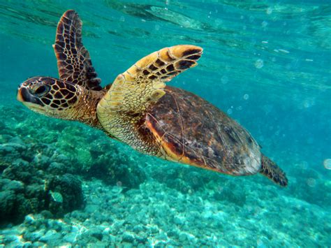 File:Green turtle swimming in Kona May 2010.jpg - Simple English Wikipedia, the free encyclopedia