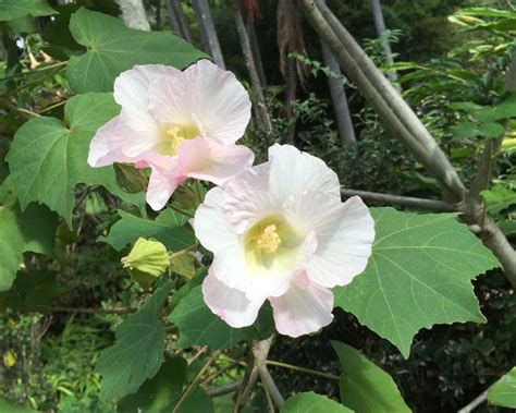 GardensOnline: Hibiscus mutabilis