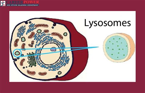 Lysosome Diagram