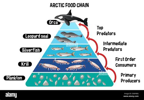 Diagram showing Arctic food chain for education illustration Stock Vector Image & Art - Alamy