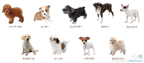 Nintendogs + Cats Breed Lists Revealed - News - Nintendo World Report