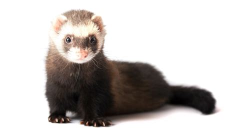 19 Ferret facts that will either freak you out or make you want to get ...