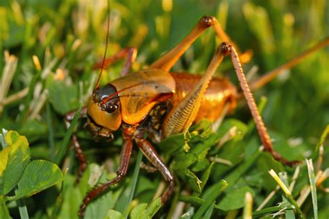 What to Know About Mormon Crickets | Family Handyman