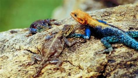 The Habitat of the Agama Lizard | Animals - mom.me